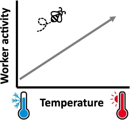Graphical abstract: Increasing temperatures led to increased worker movement, likely to assist with colony cooling activities